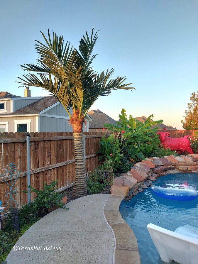 Palm Trees by Texas Patios Plus