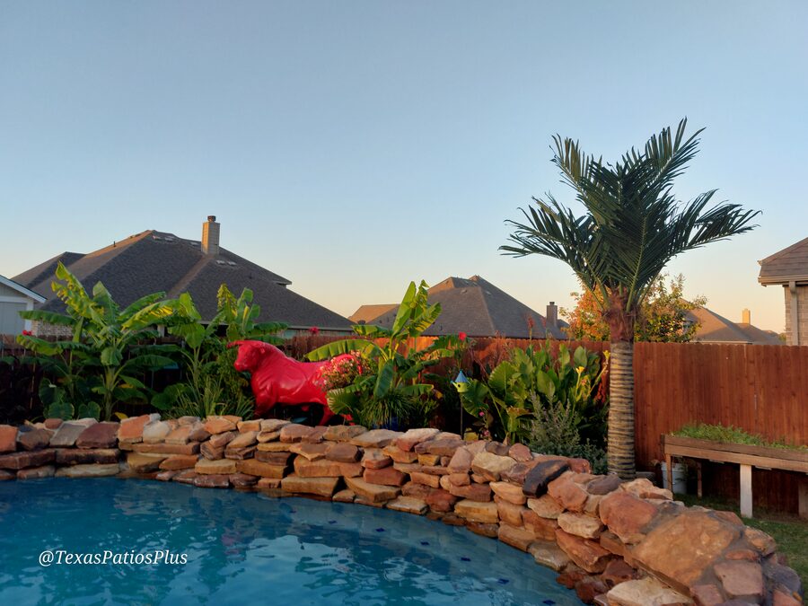 Palm Trees by Texas Patios Plus
