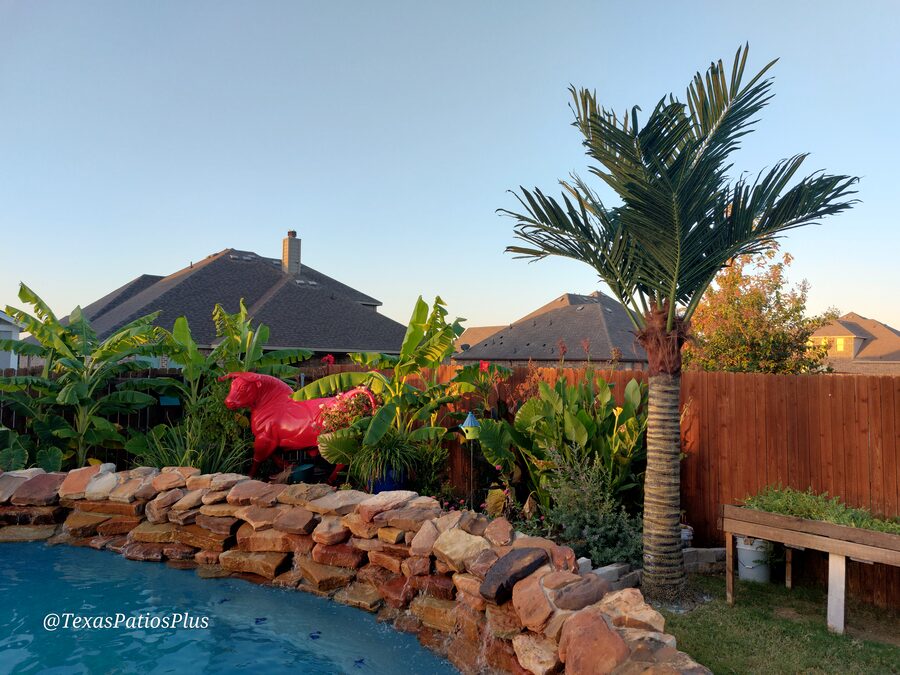 Palm Trees by Texas Patios Plus