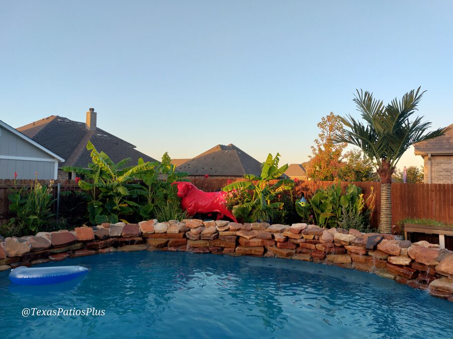 Palm Trees by Texas Patios Plus