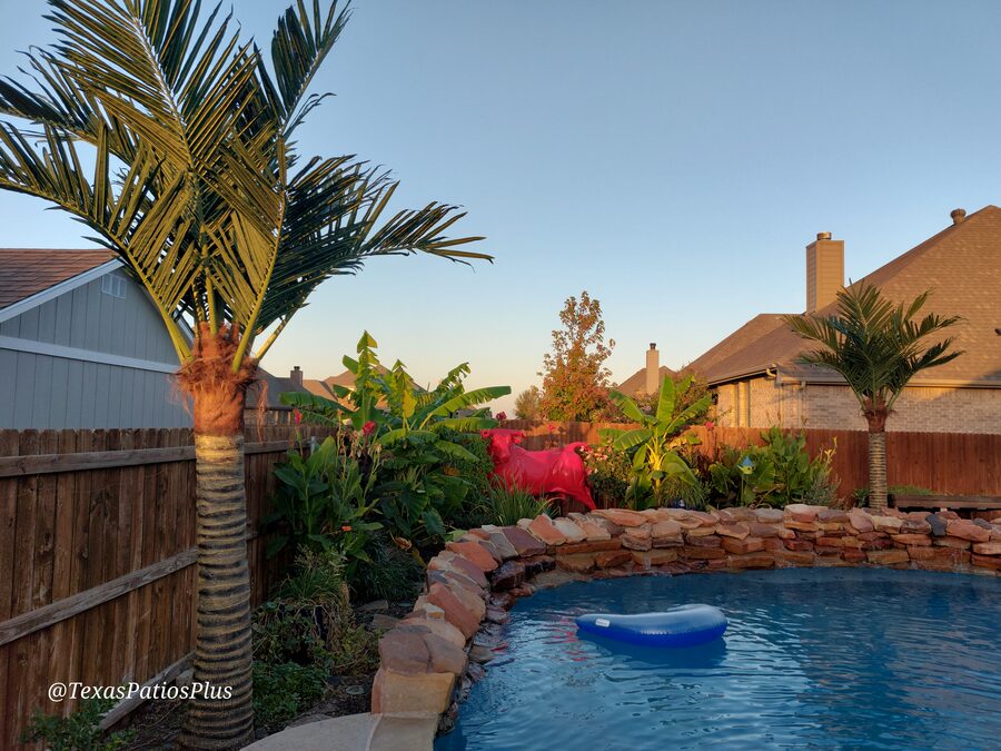 Palm Trees by Texas Patios Plus