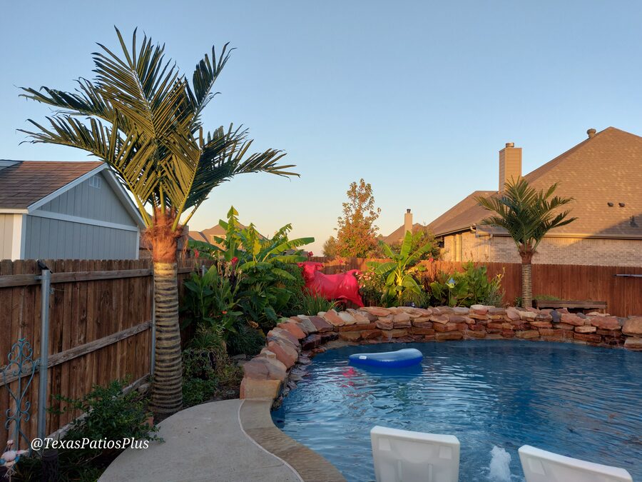 Palm Trees by Texas Patios Plus