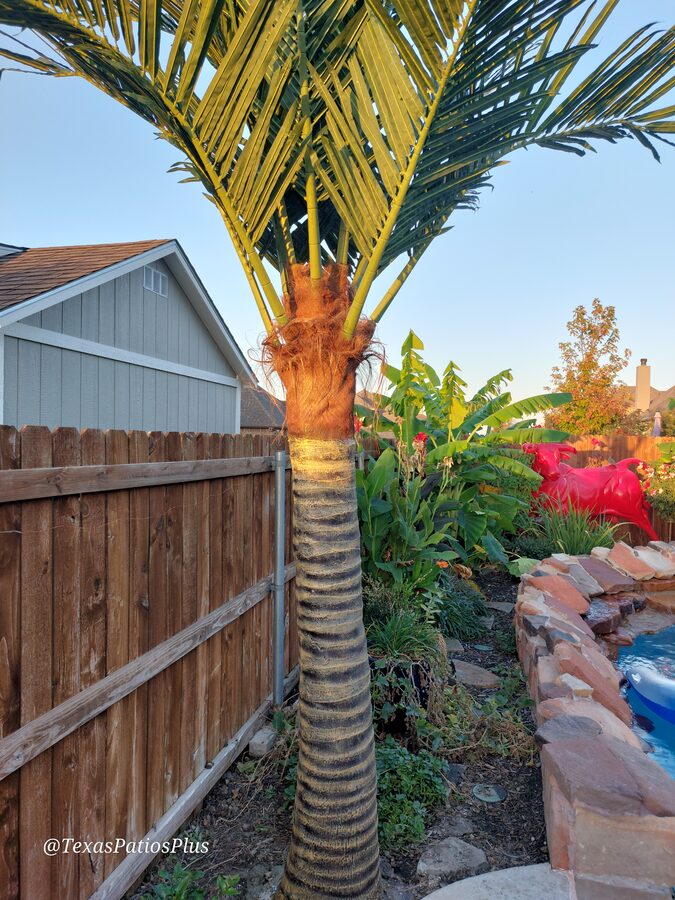 Palm Trees by Texas Patios Plus