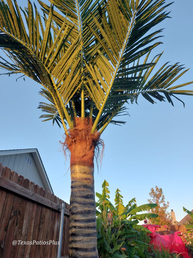 Palm Trees by Texas Patios Plus