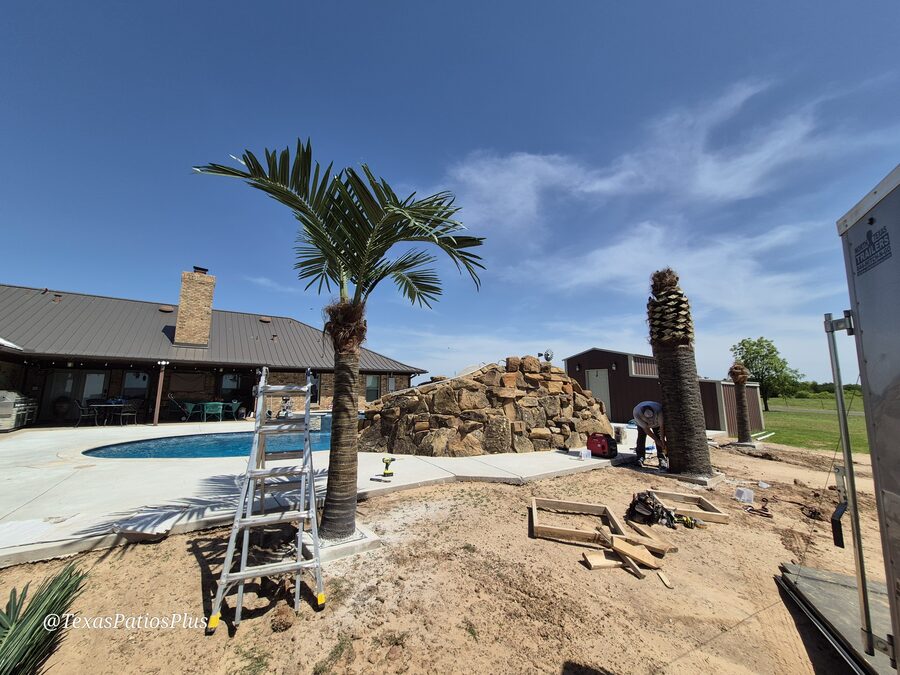 Palm Trees by Texas Patios Plus