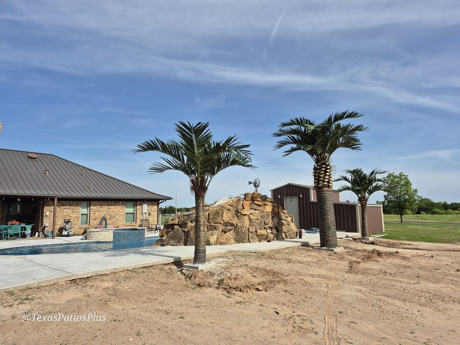 Palm Trees by Texas Patios Plus