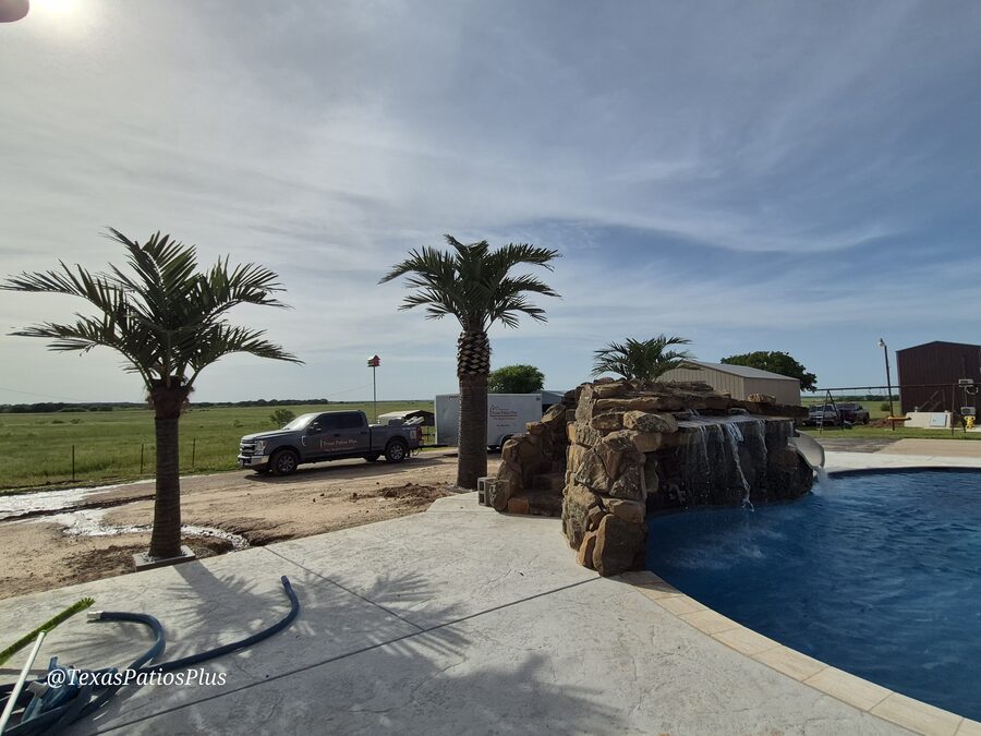 Palm Trees by Texas Patios Plus