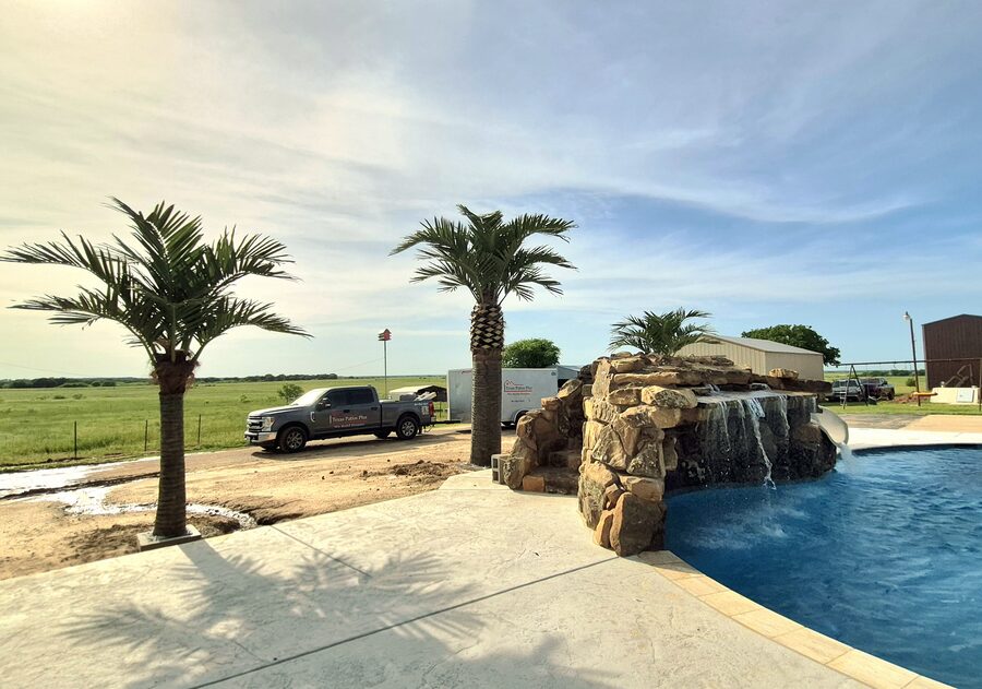 Palm Trees by Texas Patios Plus