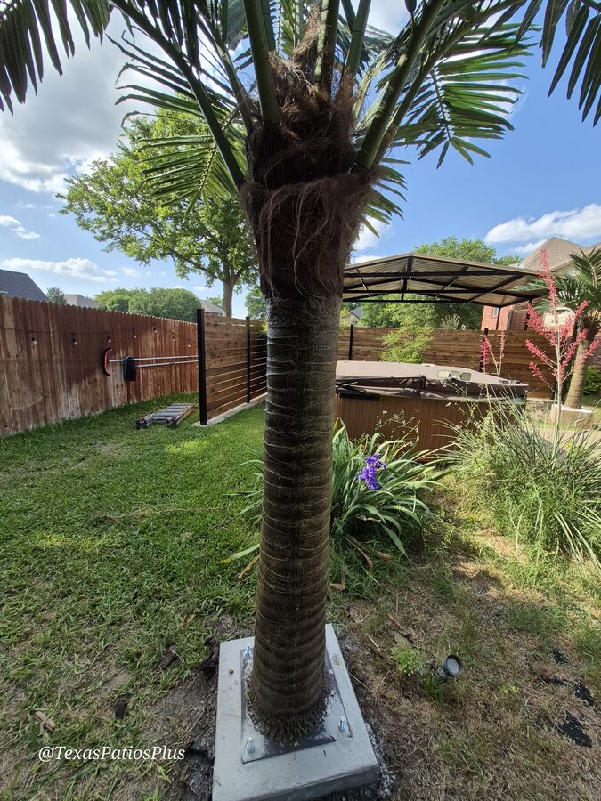 Palm Trees by Texas Patios Plus