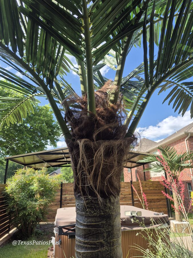 Palm Trees by Texas Patios Plus