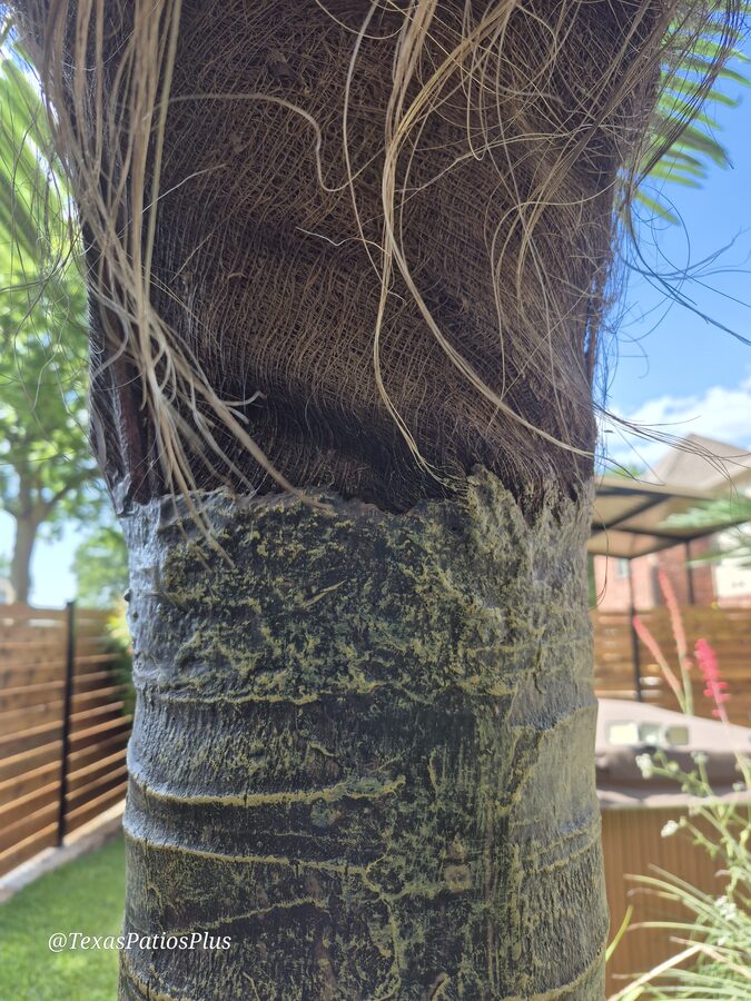 Palm Trees by Texas Patios Plus