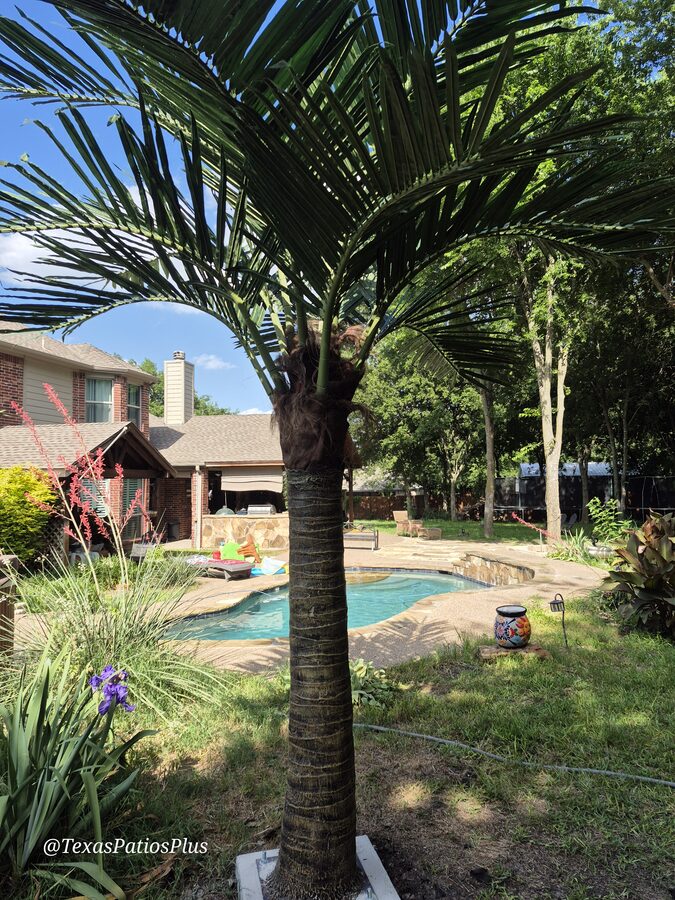 Palm Trees by Texas Patios Plus