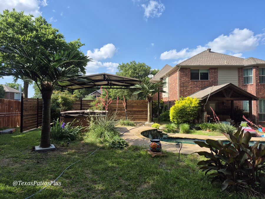 Palm Trees by Texas Patios Plus