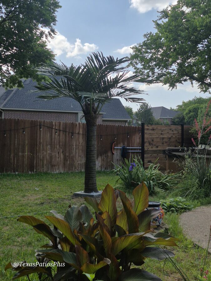 Palm Trees by Texas Patios Plus