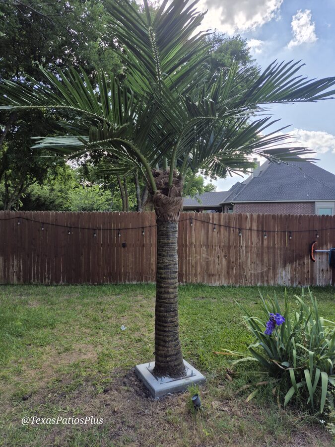 Palm Trees by Texas Patios Plus