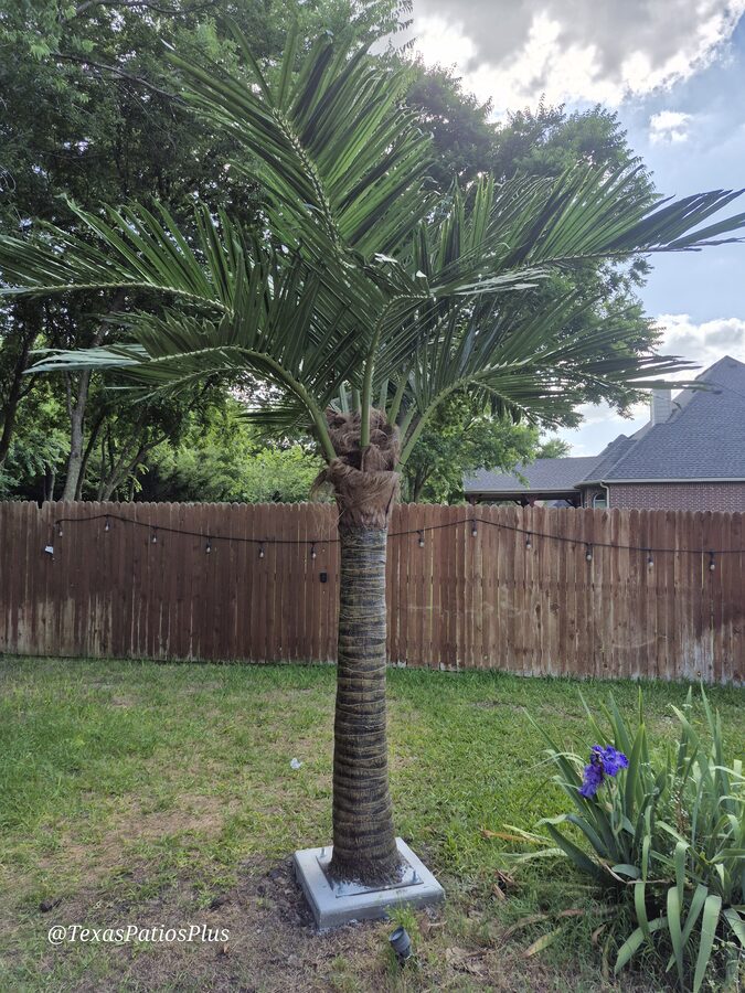 Palm Trees by Texas Patios Plus
