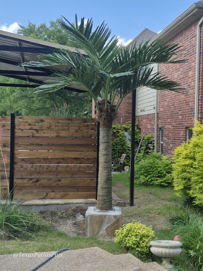 Palm Trees by Texas Patios Plus