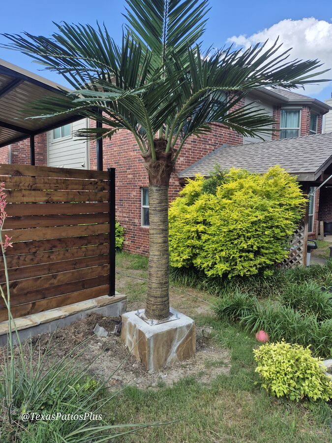 Palm Trees by Texas Patios Plus