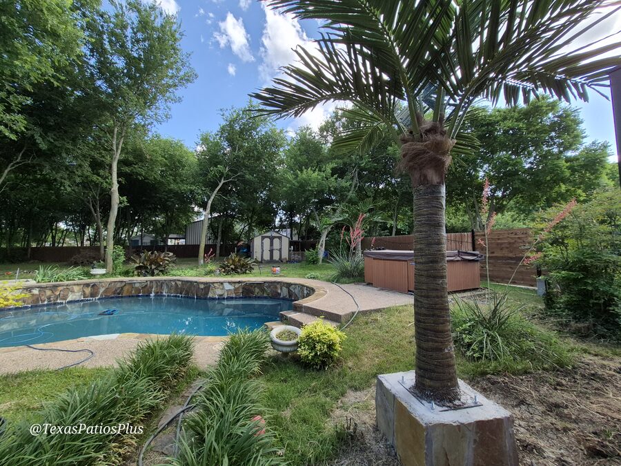 Palm Trees by Texas Patios Plus
