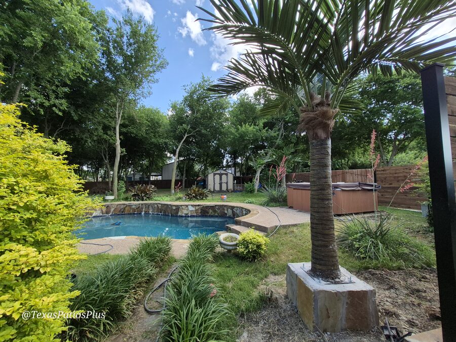 Palm Trees by Texas Patios Plus