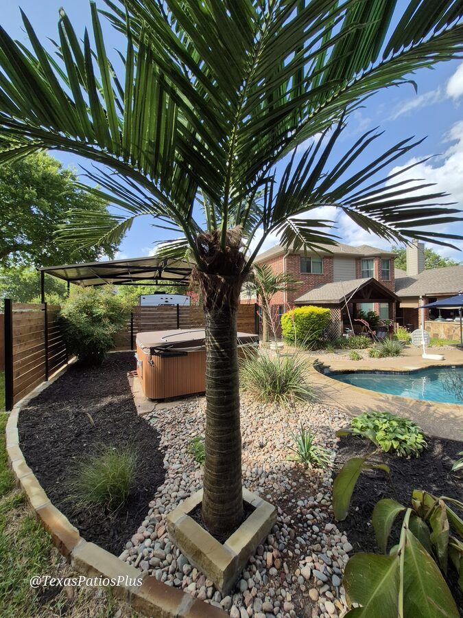 Palm Trees by Texas Patios Plus