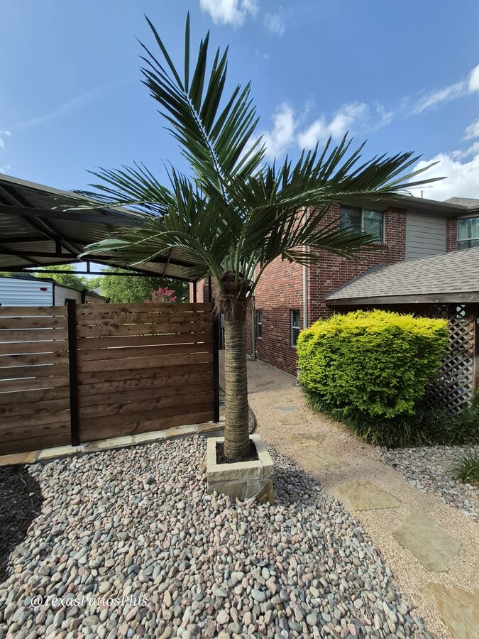 Palm Trees by Texas Patios Plus
