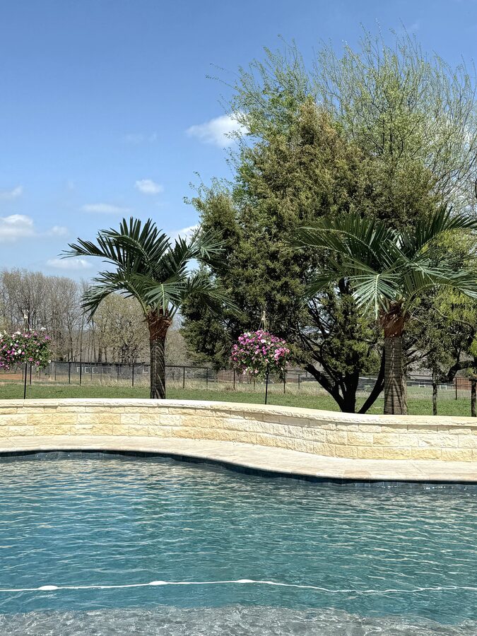 Palm Trees by Texas Patios Plus