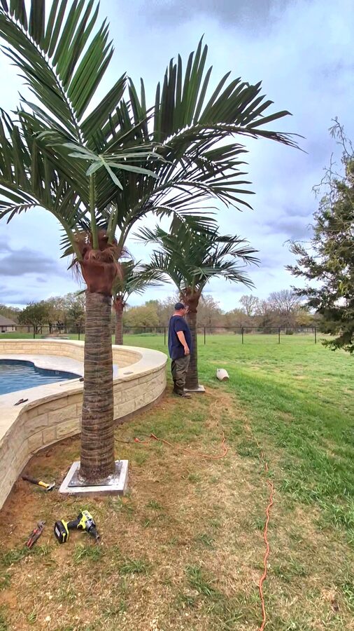 Palm Trees by Texas Patios Plus