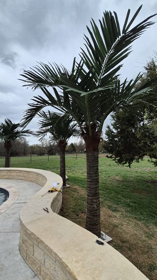Palm Trees by Texas Patios Plus