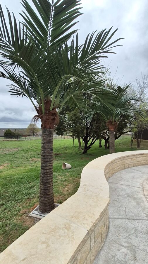 Palm Trees by Texas Patios Plus