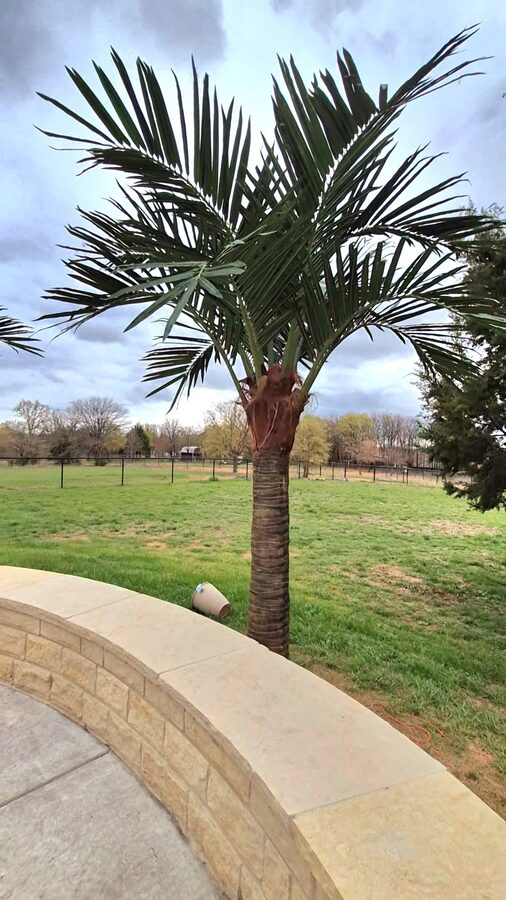 Palm Trees by Texas Patios Plus