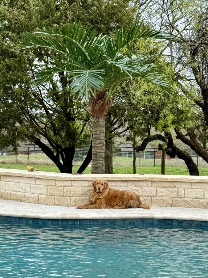 Palm Trees by Texas Patios Plus