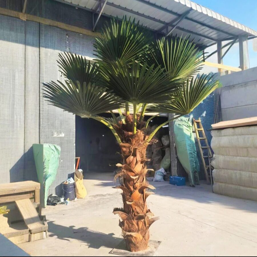 Palm Trees by Texas Patios Plus