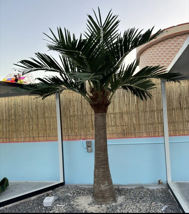 Palm Trees by Texas Patios Plus
