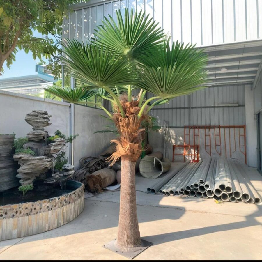 Palm Trees by Texas Patios Plus