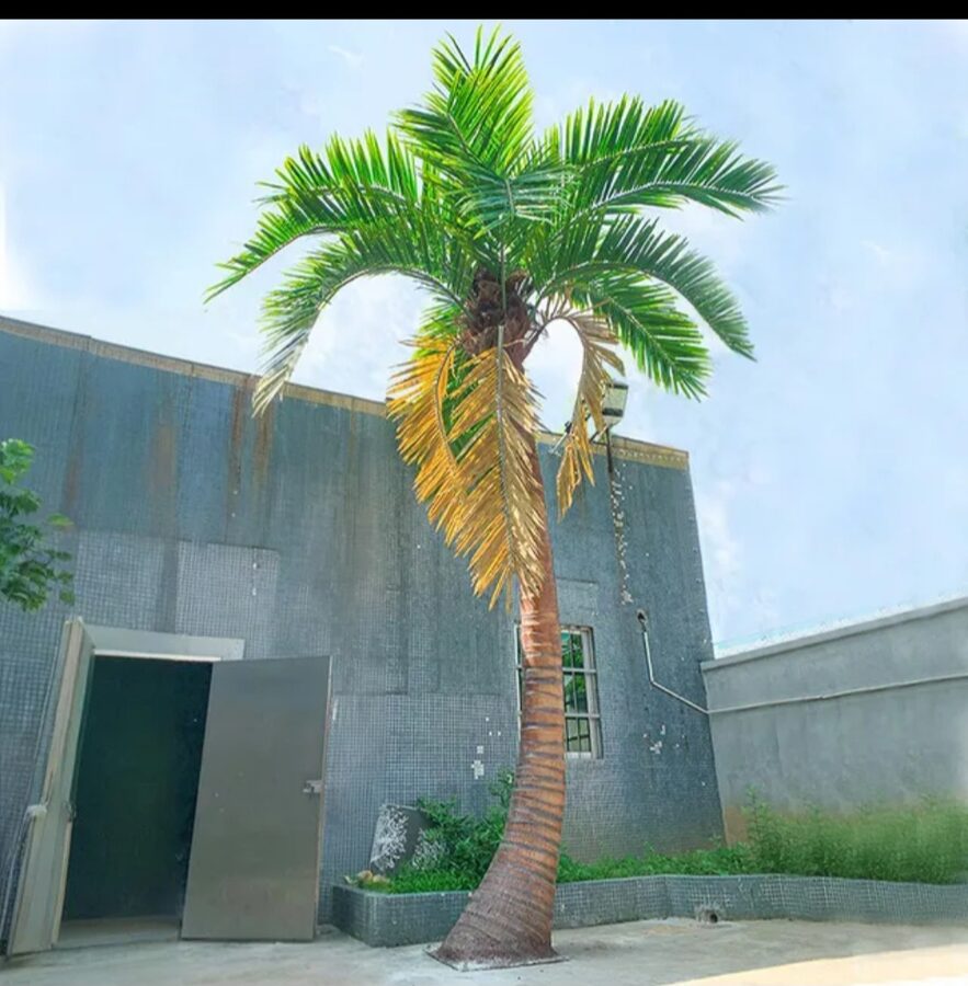 Palm Trees by Texas Patios Plus