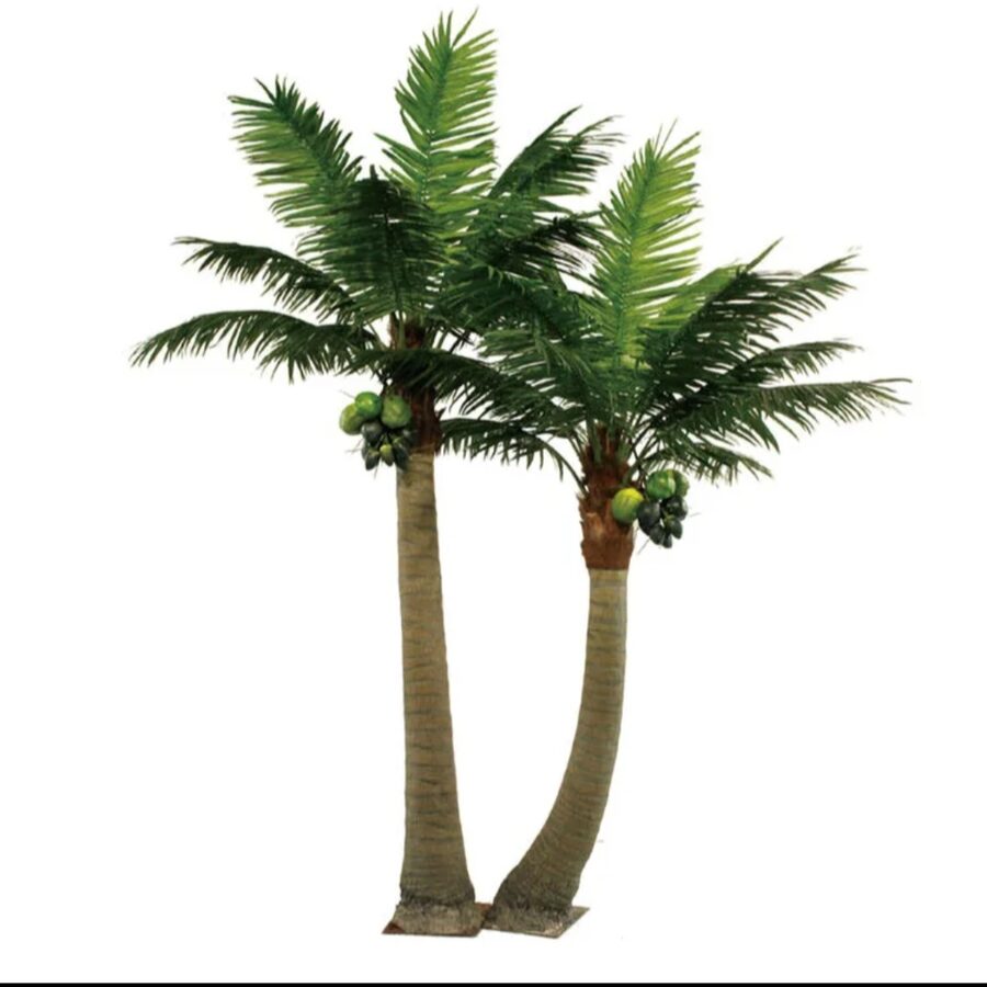 Palm Trees by Texas Patios Plus