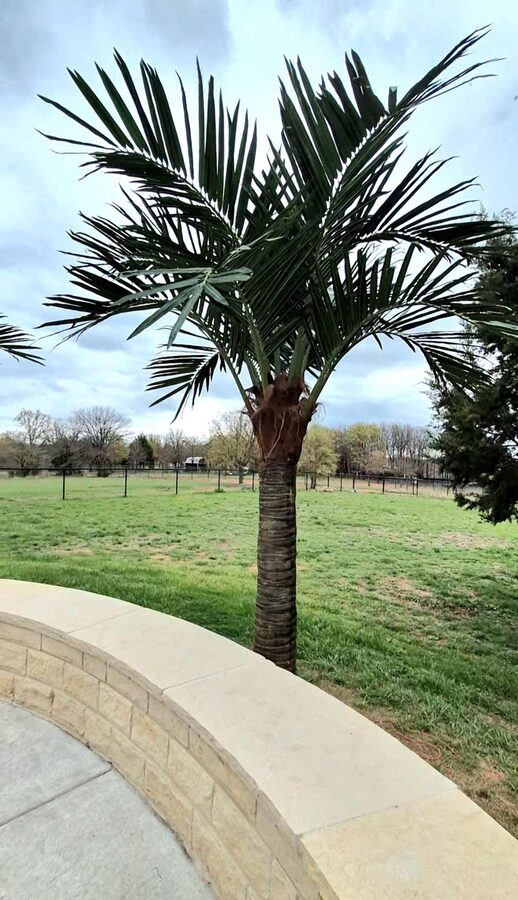 Faux palm trees installed by Texas Patios Plus in south DFW