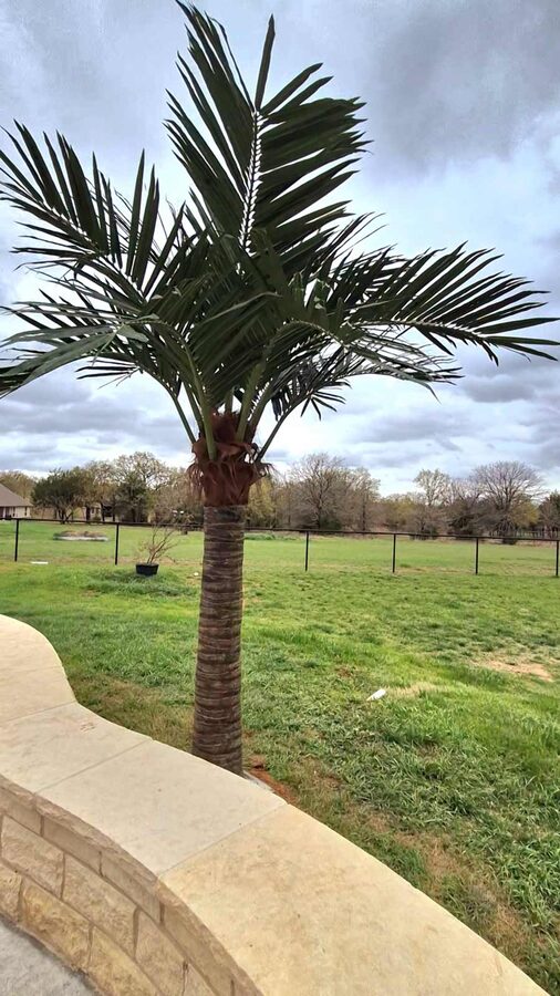 Faux palm trees installed by Texas Patios Plus in south DFW