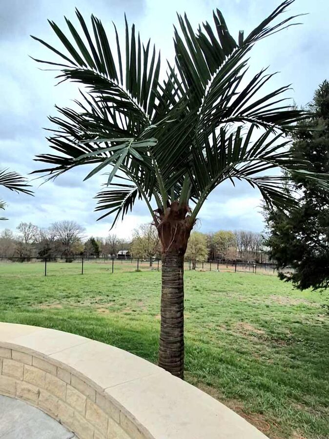 Faux palm trees installed by Texas Patios Plus in south DFW