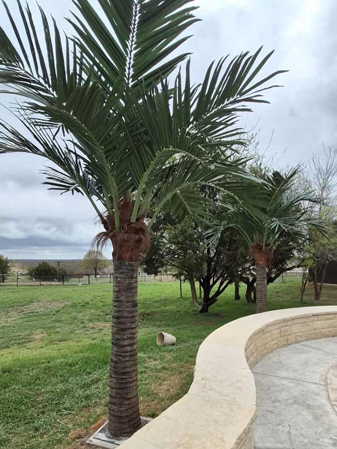 Faux palm trees installed by Texas Patios Plus in south DFW